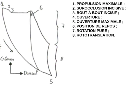 Fig. 5 : Diagramme de Posselt, inspiré de drapeau et al, l’articulation  temporo-mandibulaire