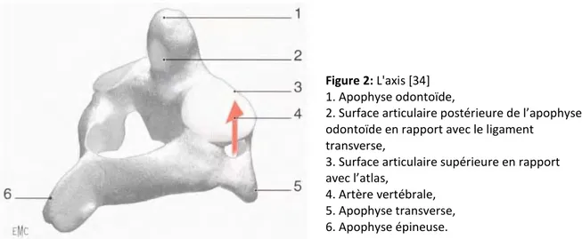 Figure 2: L'axis [34] 