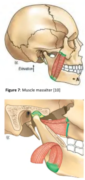 Figure 7: Muscle masséter [10]  Figure 8 : Muscle temporal [10] 