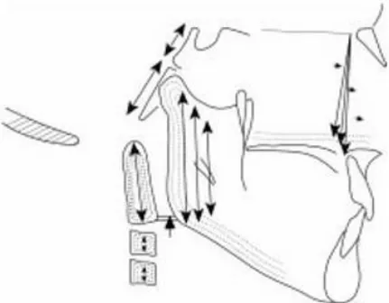 Figure 15: Le rachis cervical s'allonge au même rythme que le maxillaire augmente de hauteur et change 