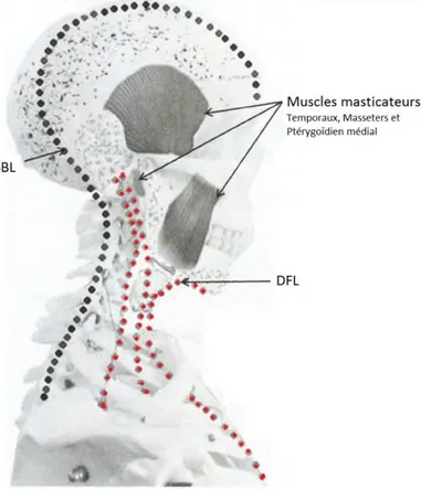 Figure 18 : Les chaînes fasciales 