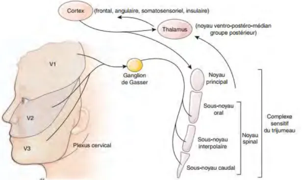 Figure 26 : Territoire sensitif du nerf trijumeau et complexe sensitif du trijumeau. V1 : nerf ophtalmique, V2 :  nerf maxillaire, V3 : nerf mandibulaire (d’après Dallel et coll., 2003) [42]