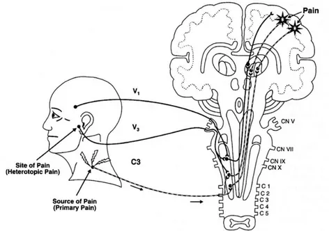 Figure 29 : Le réflexe trigémino-nucal et la projection céphalique des douleurs des muscles de la nuque et 