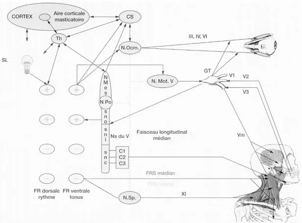 Figure 31 : Neurophysiologie du nerf trijumeau avec les muscles posturaux, les muscles occulo-moteurs de 