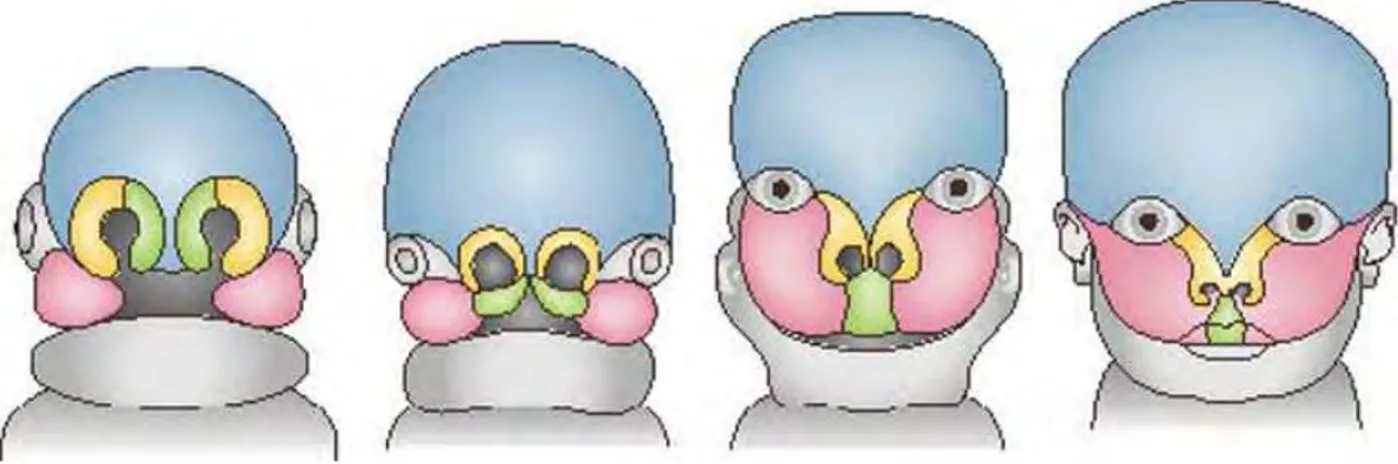 Figure 3 : Formation de la face (9) 