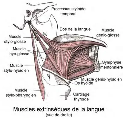 Figure 14 : muscles extrinsèques de la langue (25) 