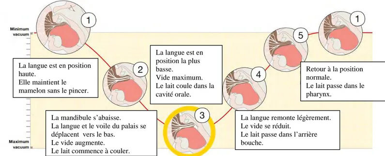 Figure 15 : succion et vide intra-buccal (27) 