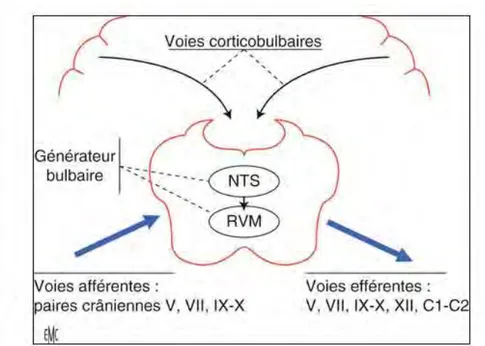 Figure 17 : Représentation schématique du centre bulbaire générateur de l'automatisme de  succion déglutition