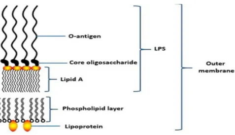 Figure 1: Structure du Lipopolysaccharide Acide 