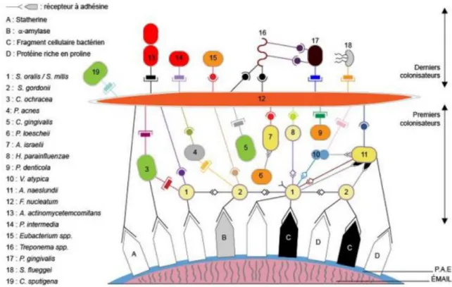 Figure 19 : Organisation du biofilm oral 