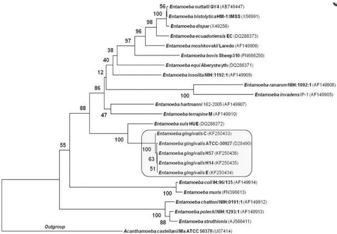 Figure 21 : Relation phylogénétique d’Entamoeba Gingivalis chez des patients atteints de  HIV, Sibeli B
