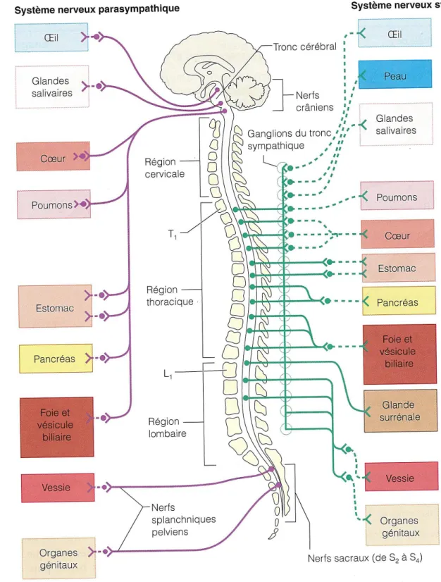 Figure 3 :  Système nerveux autonome (20)