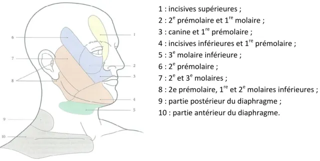 Figure 11 :  Topographie cutanée des douleurs dentaires projetées (17) 