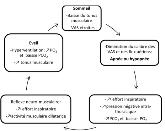 Fig.  1 :  Représentation  schématique  des  événements  physiopathologiques  lors  du  SAHOS