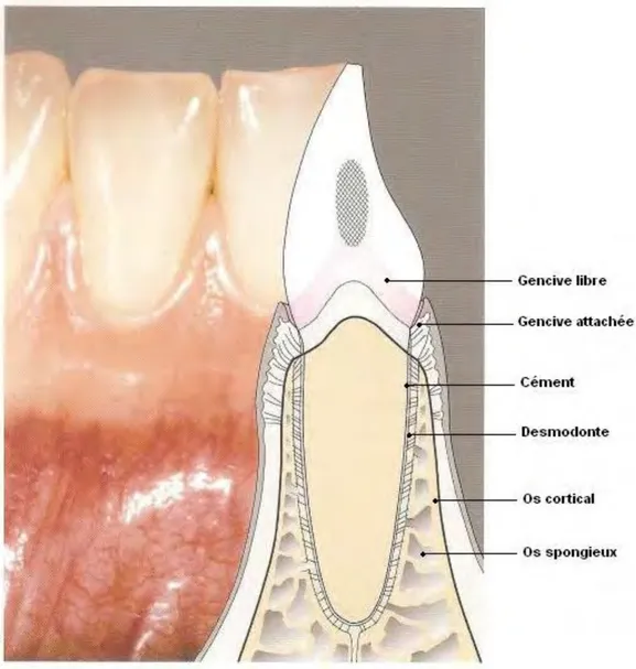 Figure 1. Les structures du parodonte sain. (Figure issue de Wolf et al. (1))  