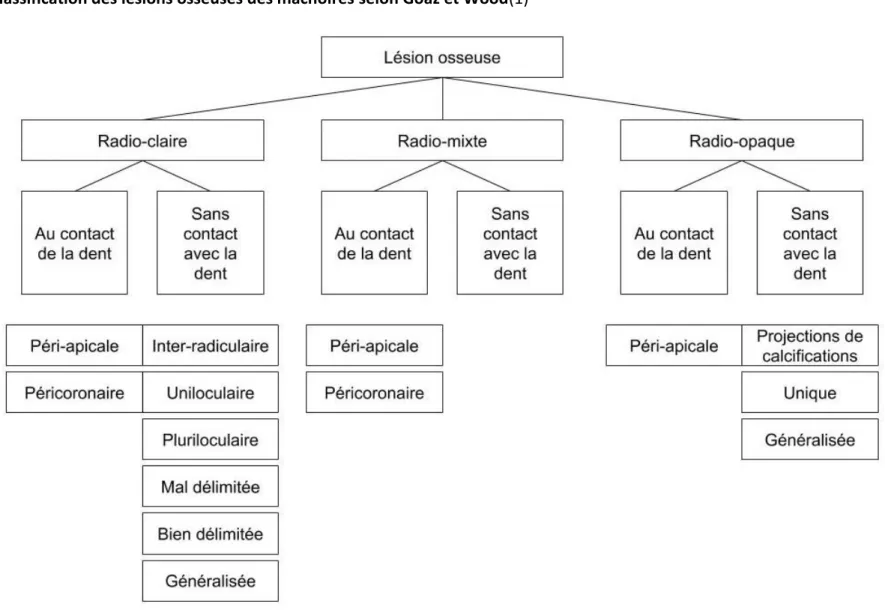 Figure 4 : Classification des lésions osseuses des mâchoires selon Goaz et Wood(1) 
