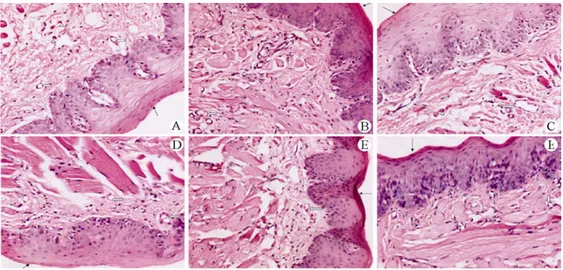 Figure 12 : Images de coupes histologiques de la muqueuse buccale du côté gauche et de la muqueuse de la  surface ventrale de la langue (teinture HE, ×20) (26) 