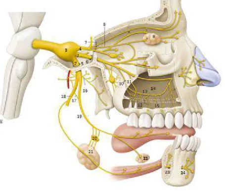 Figure 1 Anatomie du nerf trijumeau et de ses branches [23]. 1. ganglion de Gasser  2