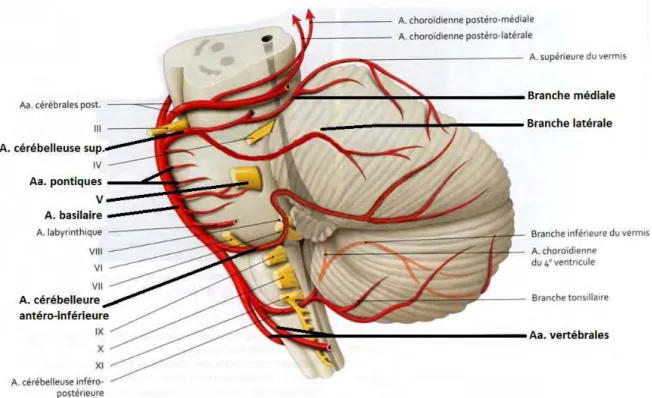 Figure 6 Schéma représentant la vascularisation artérielle du cervelet. Il est possible d’y observer  la proximité entre le nerf trijumeau et les artères cérébelleuse supérieure, pontique, labyrinthique 