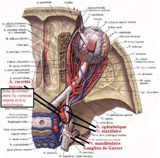 Figure 15 Portion intracaverneuse de la carotide interne et zone de contact avec le nerf 