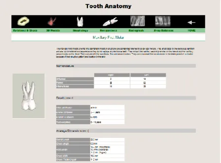 Figure 4 : Tooth Atlas 3D ®  : Menu "Tooth Anatomy" 