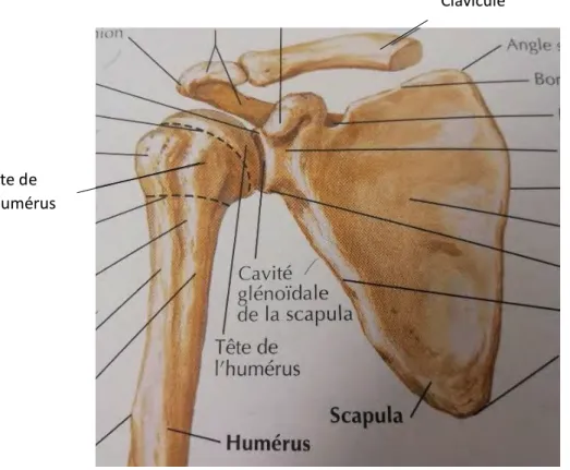 Fig. 2 : Anatomie de l’épaule [11]