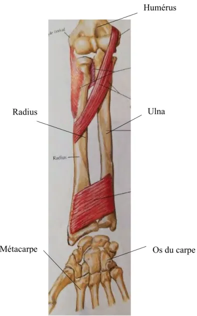 Fig. 3 :  Anatomie du bras, de l’avant bras et de la main [11]