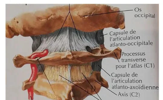 Fig. 10 : Articulation du Cou [11]  