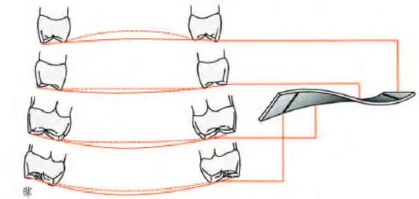 Figure 8 : Courbe de Wilson depuis les deuxièmes molaires jusqu’aux premières prémolaires (5) 