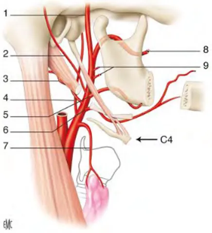 Figure 1.1 : Artères collatérales de l'artère carotide externe  1. a. temporale superficielle   2