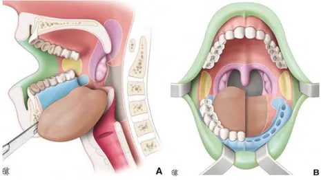 Figure 1.3 : Territoires artériels muqueux de la cavité buccale [3]  A. Coupe sagittal