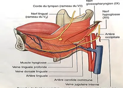 Figure 1.5 : Artères, veines et nerfs linguaux 