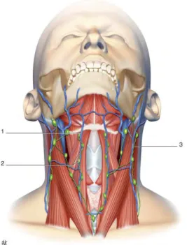 Figure 1.7 : Lymphocentres du cou, les lymphonœuds superficiels  1. Veine jugulaire antérieure 