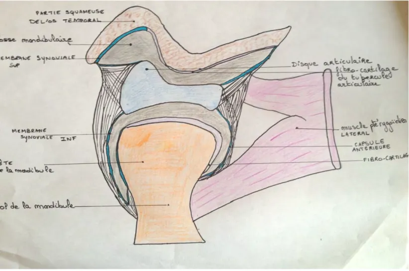 Figure 1. Schéma d'une coupe sagittale de l'articulation temporo-mandibulaire