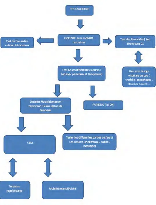 Figure 10 : Déroulé d'une séance de traitement ostéopathique avec un motif de consultation occlusal 