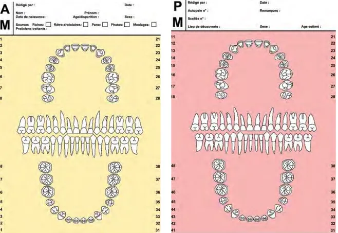 Figure 8 : Odontogrammes ante et post-mortem (31) 