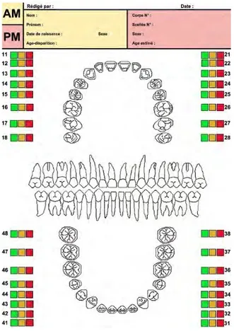 Figure 9 : Odontogramme de comparaison (31) 