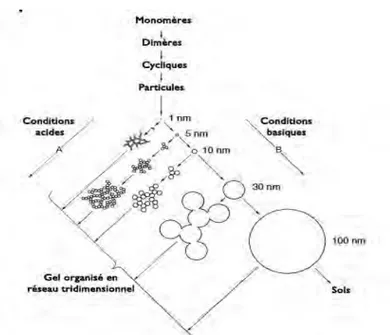 Figure 17 : Edification structurelle des gels de silice en fonction 