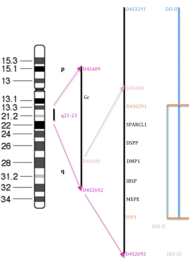 Fig.	  6	  :	  Schéma	  du	  chromosome	  4	  (d’après	  Mac	  DOUGALL	  M.	  2006)	  	  