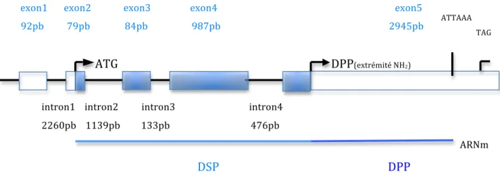 Fig.	  7	  :	  organisation	  du	  gène	  DSPP	  d’après	  Gu	  et	  al	  2000.	  	   	  