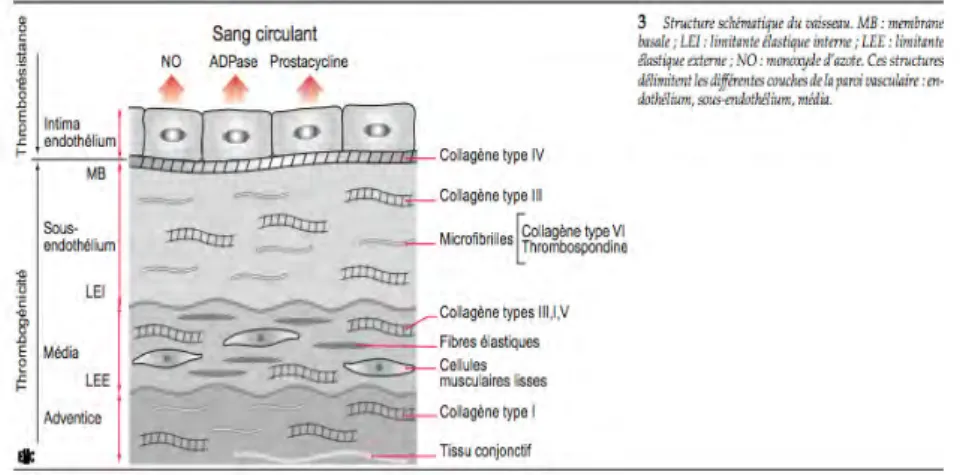 Figure	  1	  	  :	  Schéma	  en	  coupe	  d'un	  vaisseau	  sanguin	  	  (4)	   	  