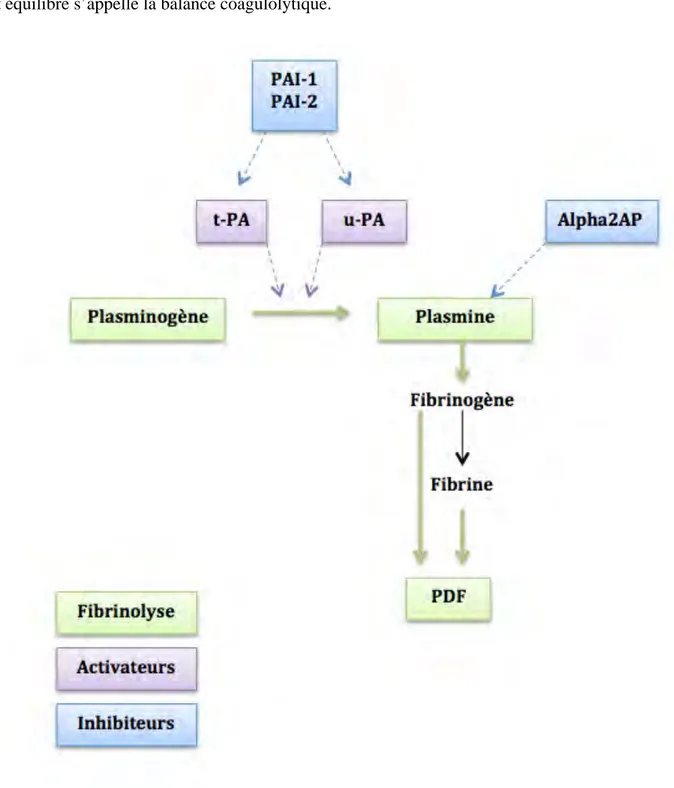 Figure	
  11	
  :	
  Schématisation	
  de	
  la	
  fibrinolyse 