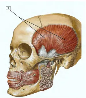 Figure 10: Le temporal 