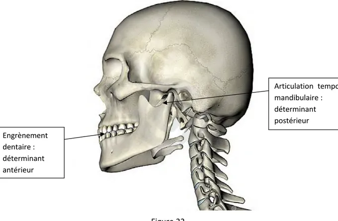 Figure 22 Engrènement dentaire : déterminant antérieur  Articulation  temporo-mandibulaire : déterminant postérieur 