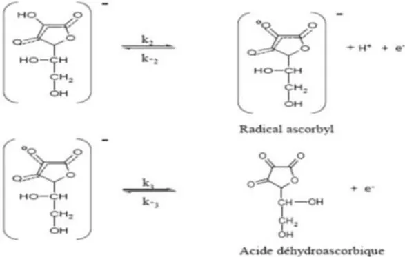 Fig. 2 : La réaction d’oxydoréduction de l’acide ascorbique 