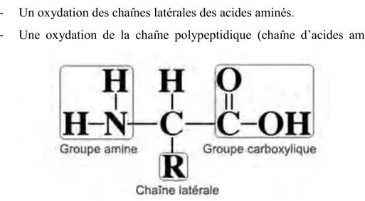 Fig. 6 : Schéma générique d’un acide aminé 