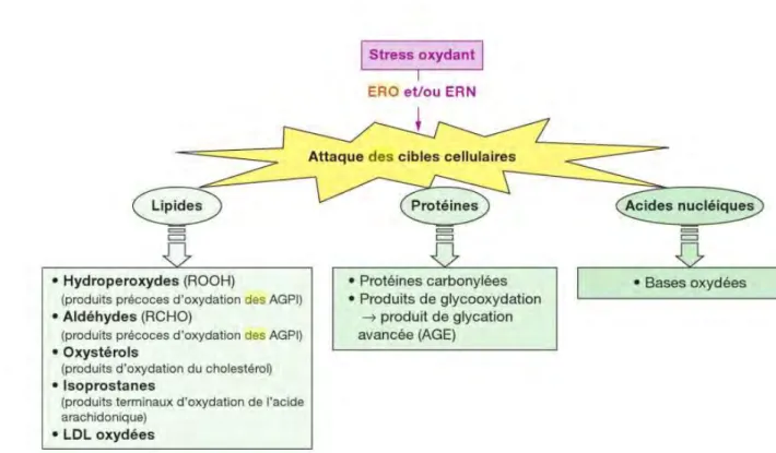 Fig 8 : Schéma récapitulatif de l’effet des espèces réactives de l’oxygène sur leurs cibles