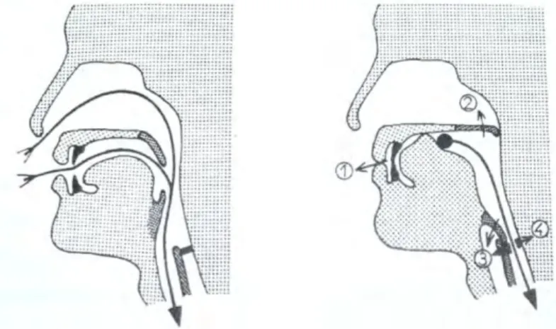 Figure 1 : DEGLUTITION ADULTE D’APRES CHATEAU [9] 15 