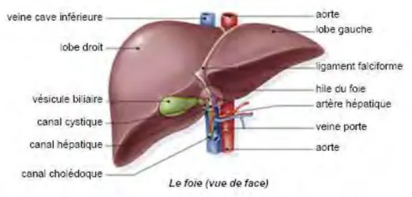 Figure 1: Anatomie du foie  