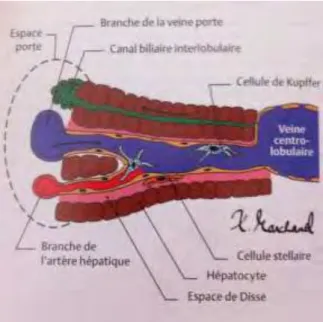 Figure 2: Lobule Hépatique [1] 